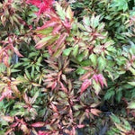 Acer Palmatum Beni Hagoromo vaso 15