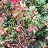 Acer Palmatum Beni Hagoromo vaso 15