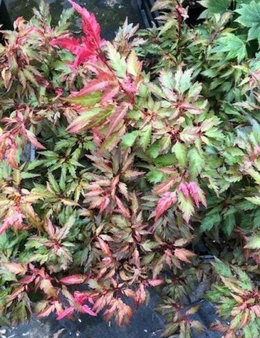 Acer Palmatum Beni Hagoromo vaso 15