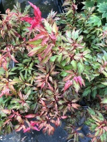 Acer Palmatum Beni Hagoromo vaso 15