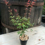 Acer Palmatum Beni Hagoromo vaso 15