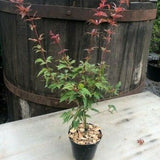 Acer Palmatum Beni Hagoromo vaso 15
