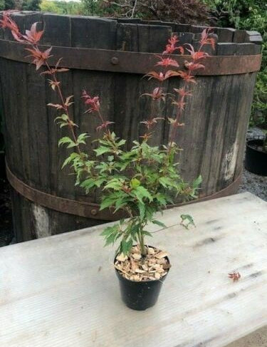 Acer Palmatum Beni Hagoromo vaso 15