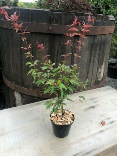 Acer Palmatum Beni Hagoromo vaso 15