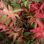Acer Palmatum Beni Hagoromo vaso 15