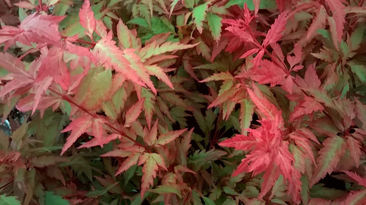 Acer Palmatum Beni Hagoromo vaso 15