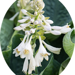 Hosta Abiqua Drinking Gourd in vaso