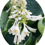 Hosta Abiqua Drinking Gourd in vaso