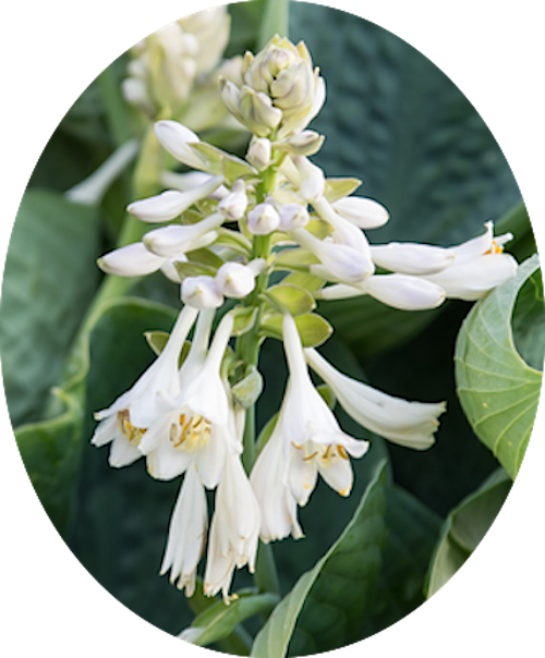 Hosta Abiqua Drinking Gourd in vaso