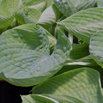 Hosta Abiqua Drinking Gourd in vaso