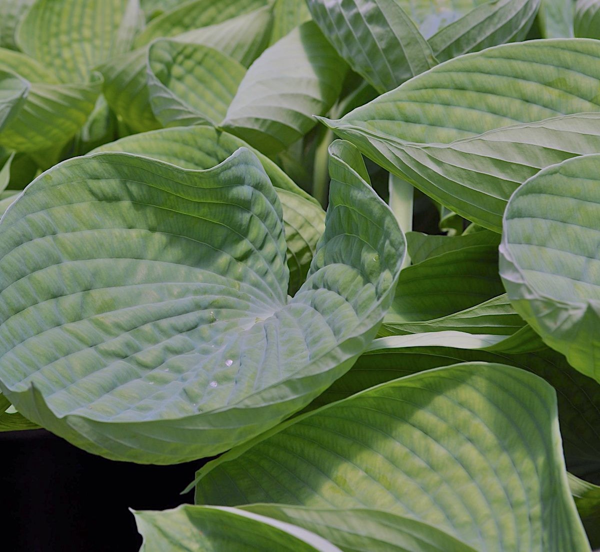 Hosta Abiqua Drinking Gourd in vaso