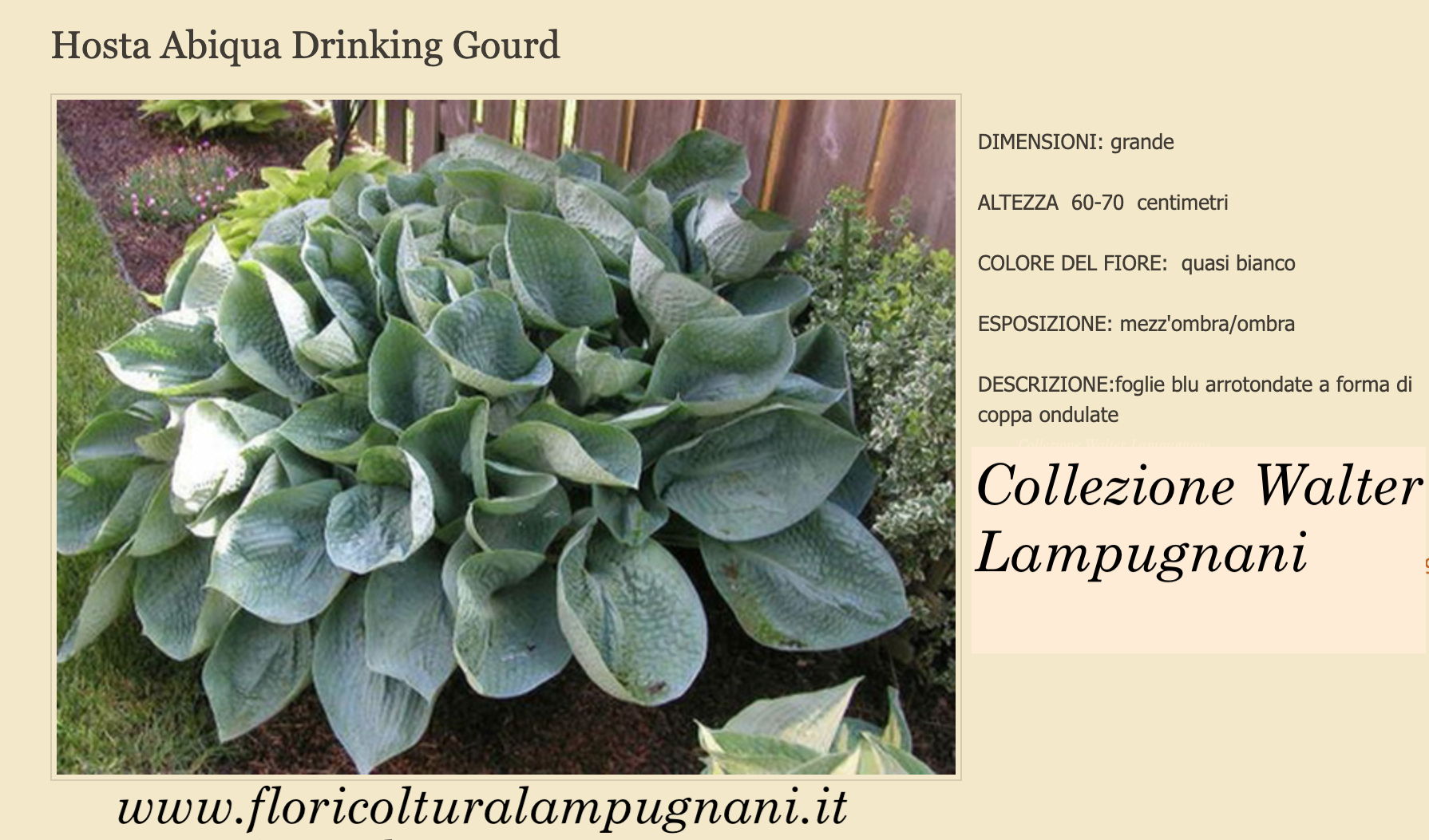 Hosta Abiqua Drinking Gourd in vaso