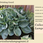 Hosta Abiqua Drinking Gourd in vaso