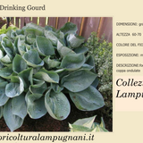 Hosta Abiqua Drinking Gourd in vaso