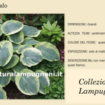 Hosta American Halo pianta in vaso