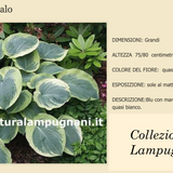 Hosta American Halo pianta in vaso