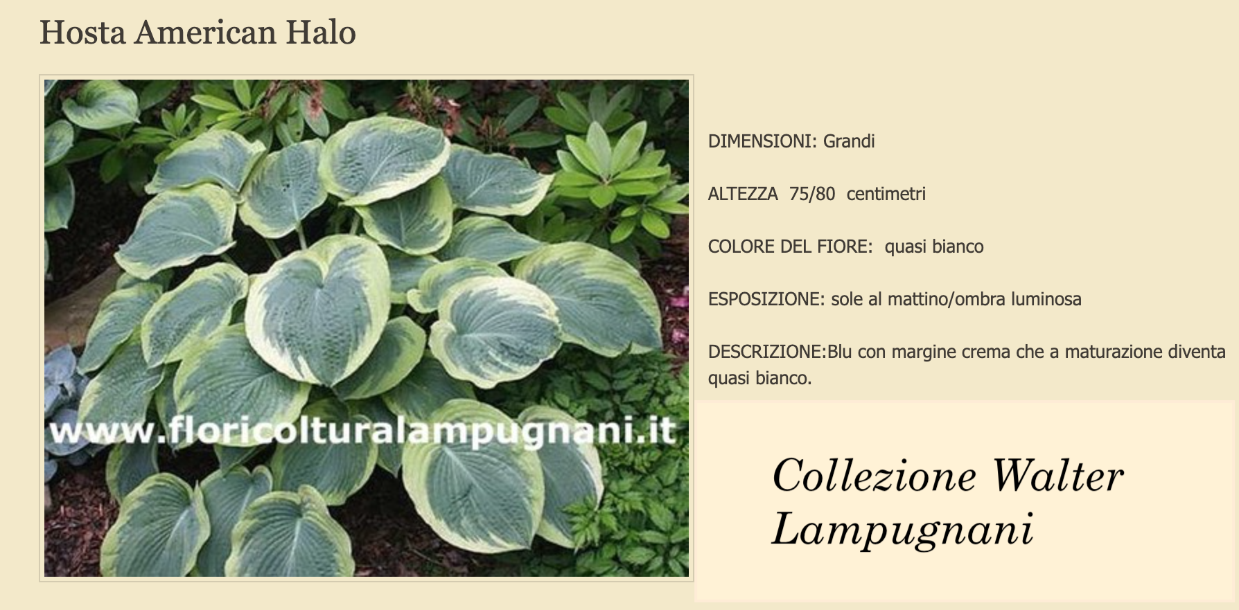 Hosta American Halo pianta in vaso
