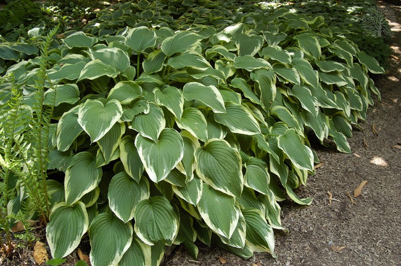 Hosta Antioch in vaso