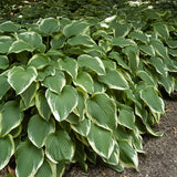 Hosta Antioch in vaso