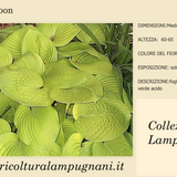 Hosta August Moon in vaso