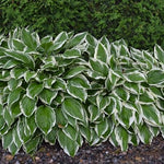 Hosta Beatrix