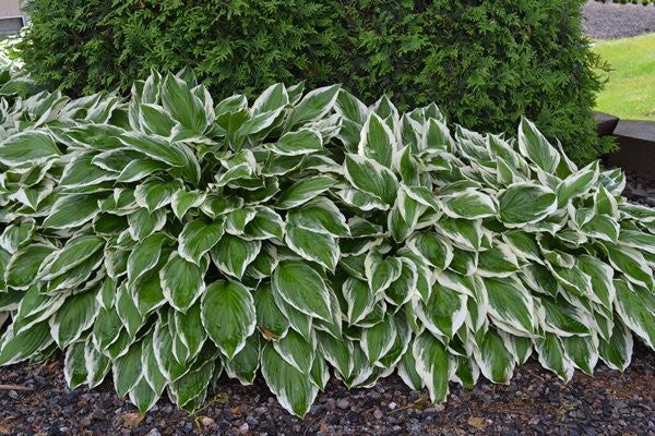 Hosta Beatrix