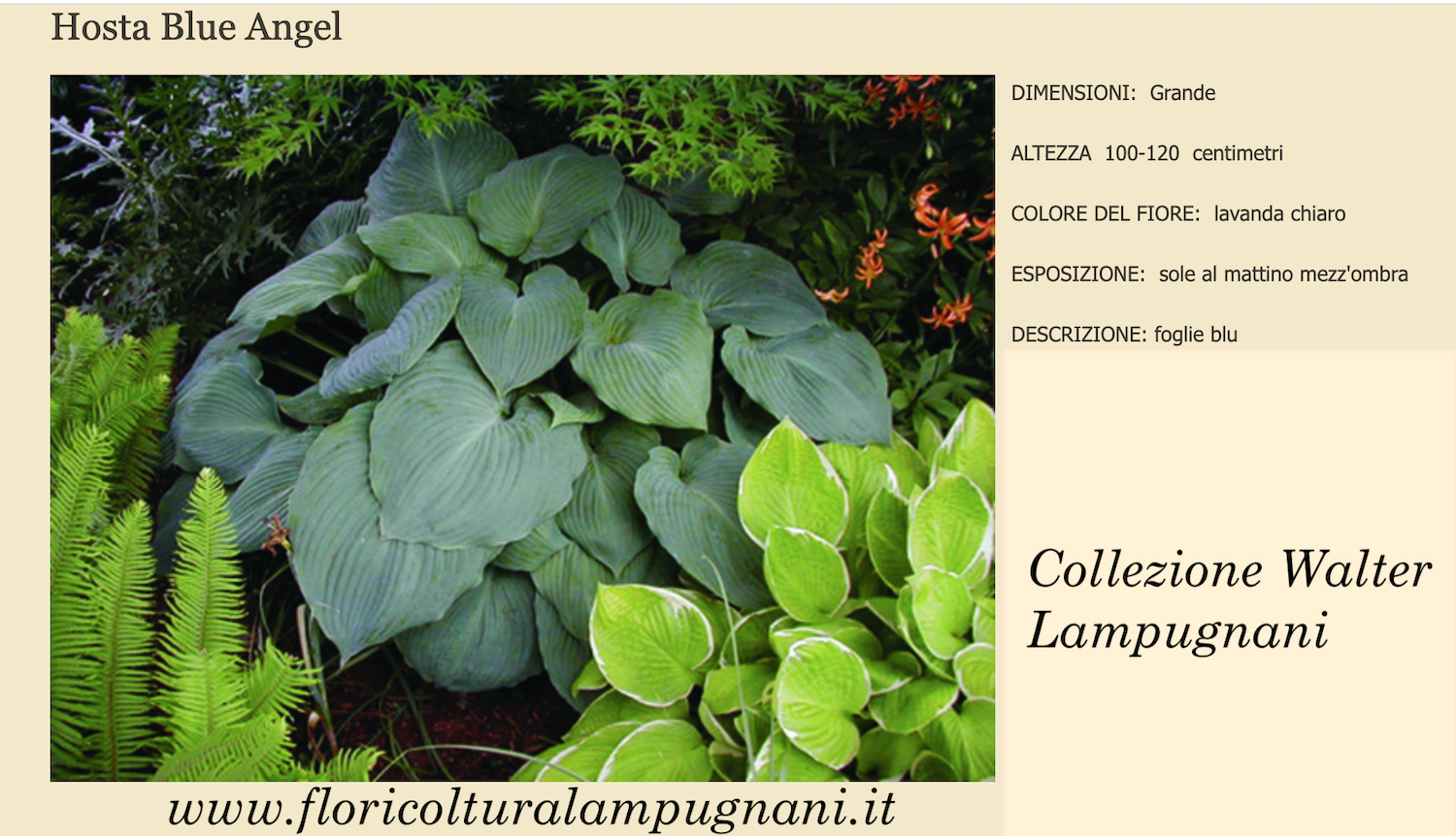 Hosta Blue Angel