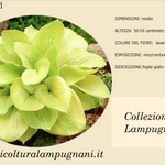 Hosta Zounds