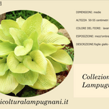 Hosta Zounds