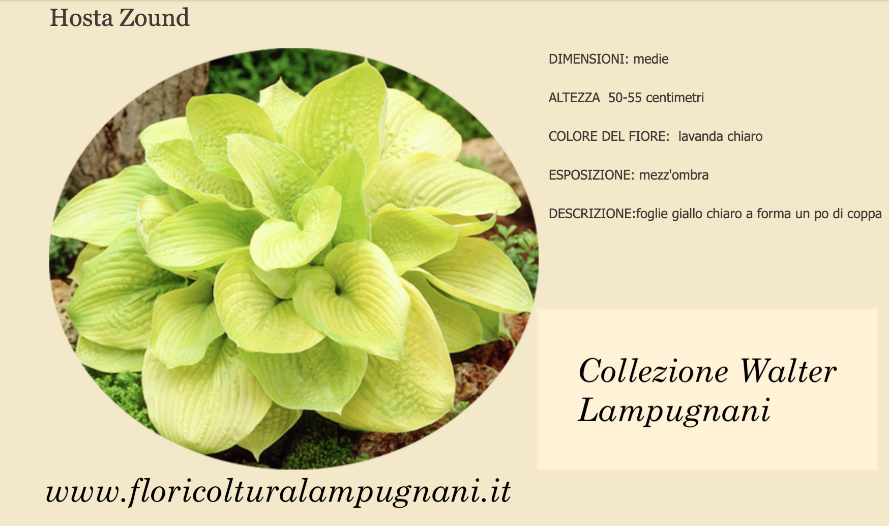 Hosta Zounds