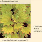 Acer  Japonicum Aureum vaso 15