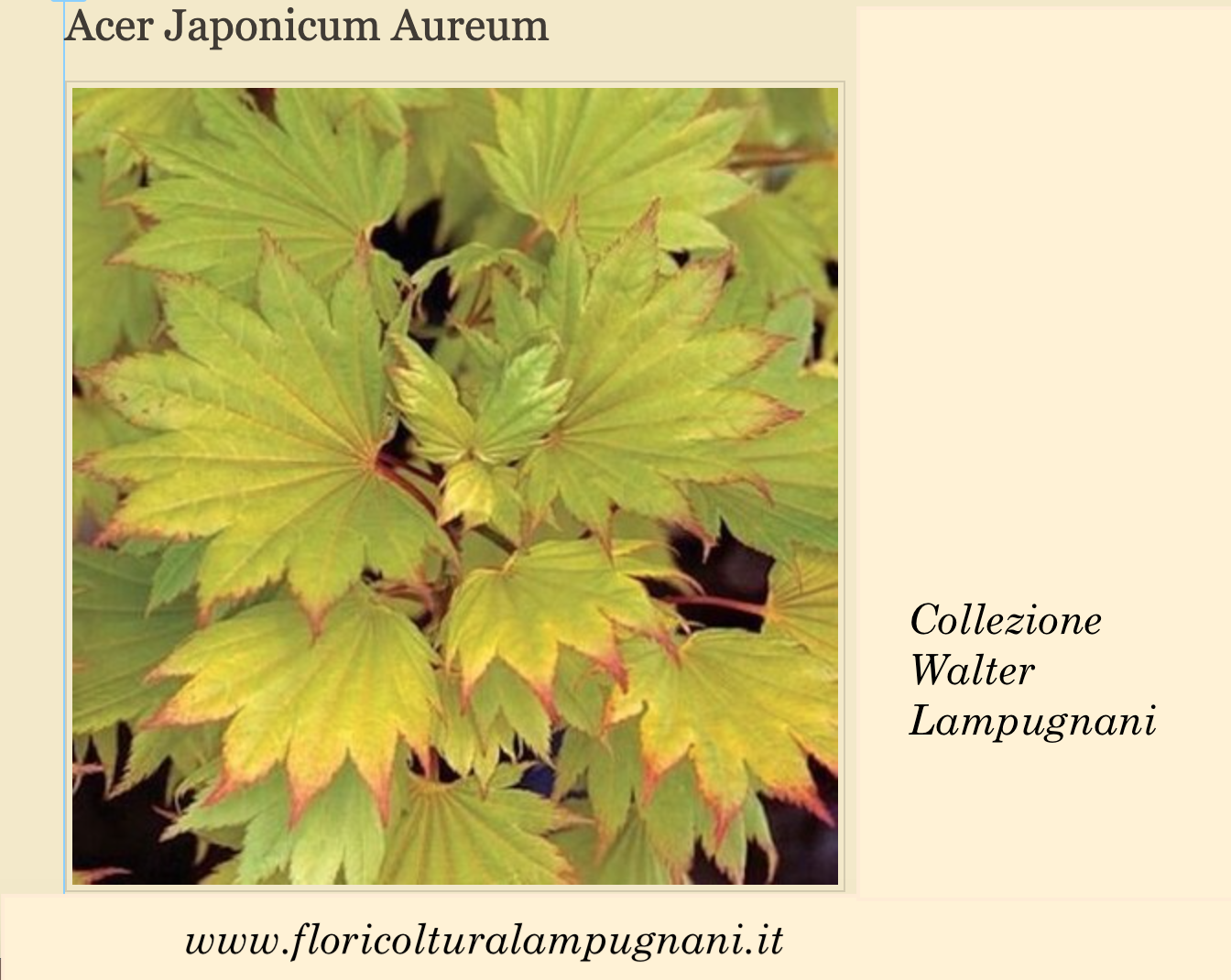 Acer  Japonicum Aureum vaso 15