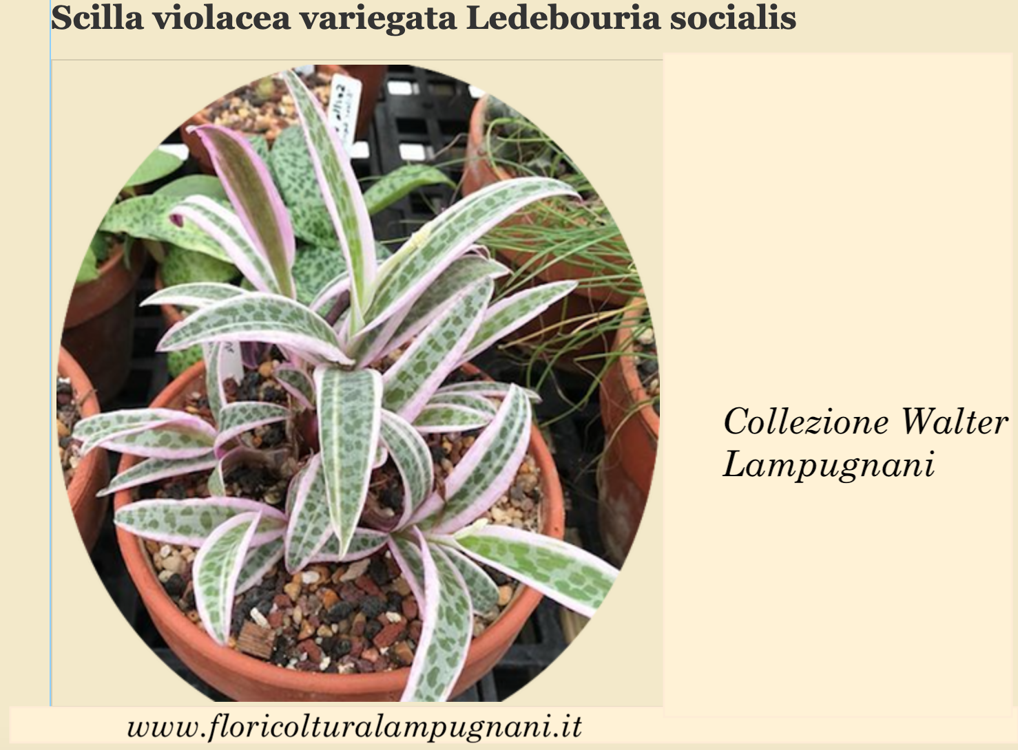 scilla violacea variegata