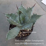Agave Colorata cm.14/15  (resistenza - 7°)