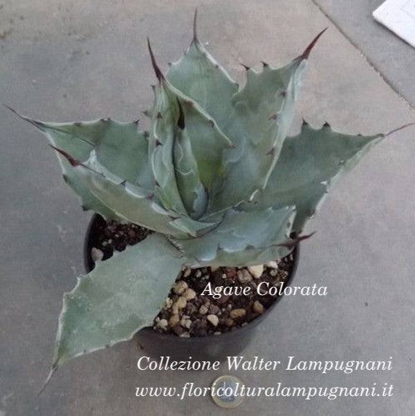 Agave Colorata cm.14/15  (resistenza - 7°)
