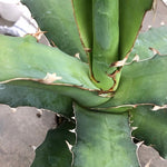 Agave Xylonacantha Guanajuato cm.45/50 resistenza -10°