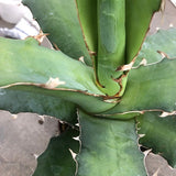 Agave Xylonacantha Guanajuato cm.45/50 resistenza -10°