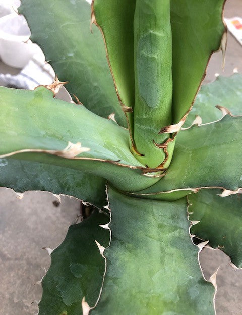 Agave Xylonacantha Guanajuato cm.45/50 resistenza -10°