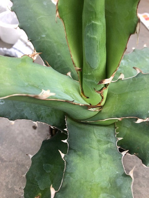 Agave Xylonacantha Guanajuato cm.45/50 resistenza -10°