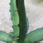 Agave Xylonacantha Guanajuato cm.45/50 resistenza -10°