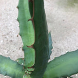 Agave Xylonacantha Guanajuato cm.45/50 resistenza -10°