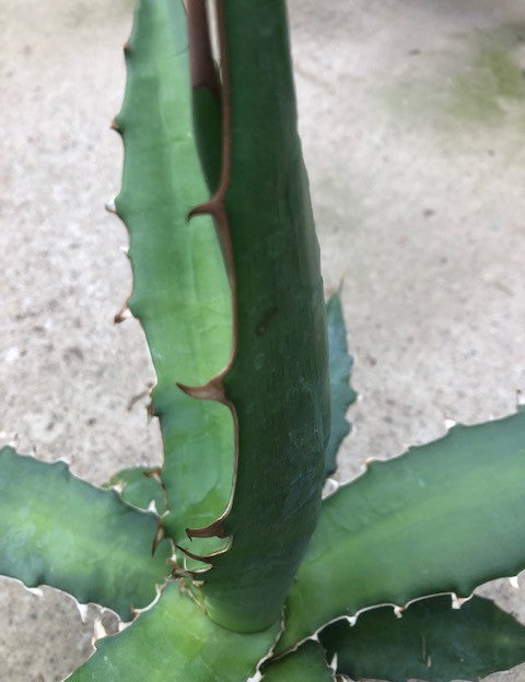 Agave Xylonacantha Guanajuato cm.45/50 resistenza -10°