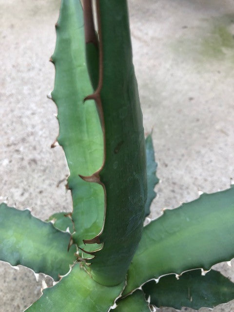 Agave Xylonacantha Guanajuato cm.45/50 resistenza -10°