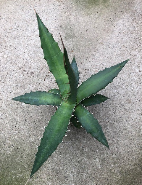 Agave Xylonacantha Guanajuato cm.45/50 resistenza -10°