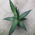 Agave Xylonacantha Guanajuato cm.45/50 resistenza -10°