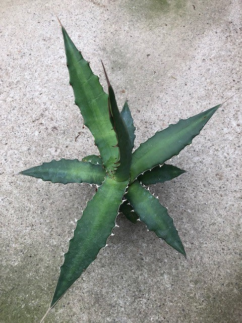 Agave Xylonacantha Guanajuato cm.45/50 resistenza -10°