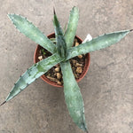 Agave Macroculmis Carneros resistenza - 17° cm. 20