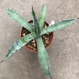 Agave Macroculmis Carneros resistenza - 17° cm. 20