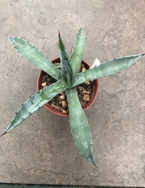 Agave Macroculmis Carneros resistenza - 17° cm. 20