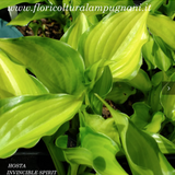 Hosta Invincible Spirit (Profumata)